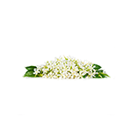 Neroli