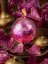 Island Treats  Royal Orchid ORCHID PARADISE