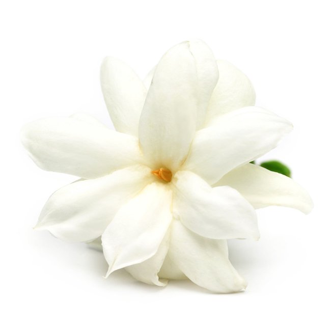 Jasmine