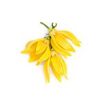 Ylang-Ylang
